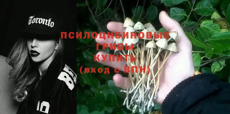 Псилоцибиновые грибы Psilocybe  Лаишево 